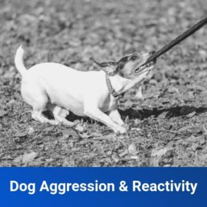 Reactive/Aggressive Dog Training