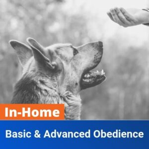 In-Home Basic & Advanced Obedience